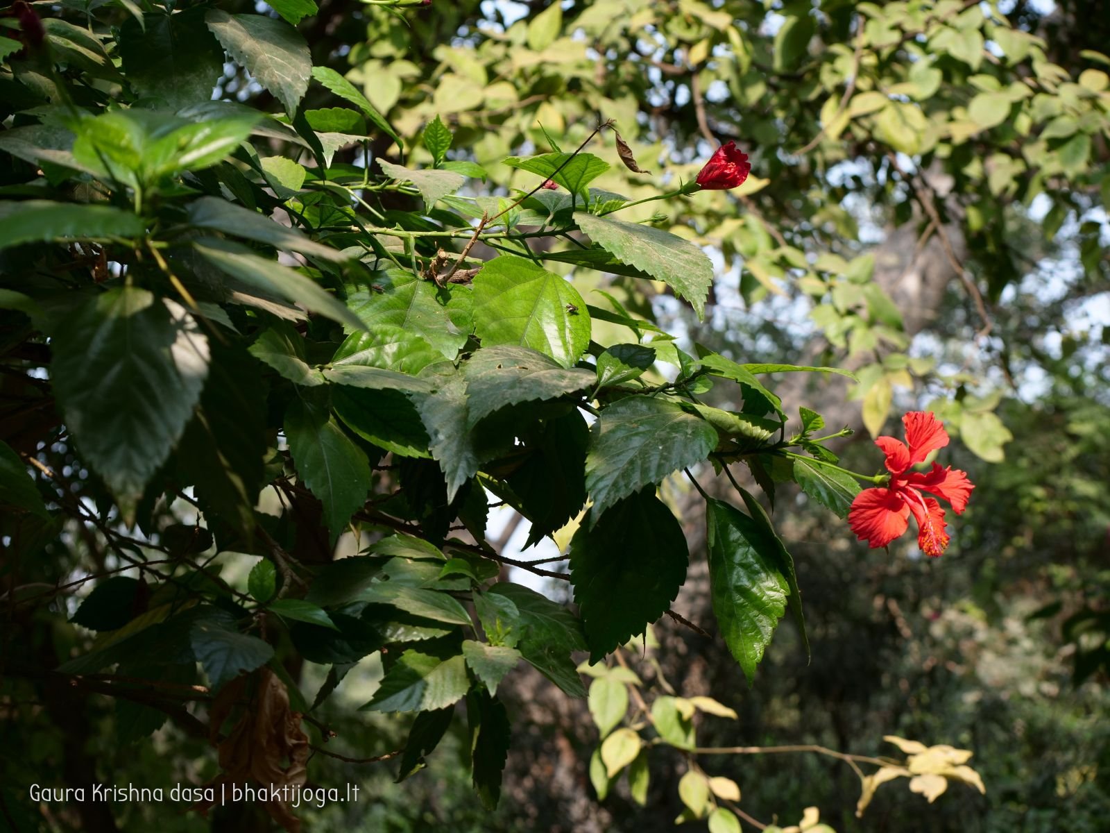7 radhas garden varshana 2019 12 10